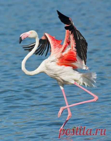 Фламинго.