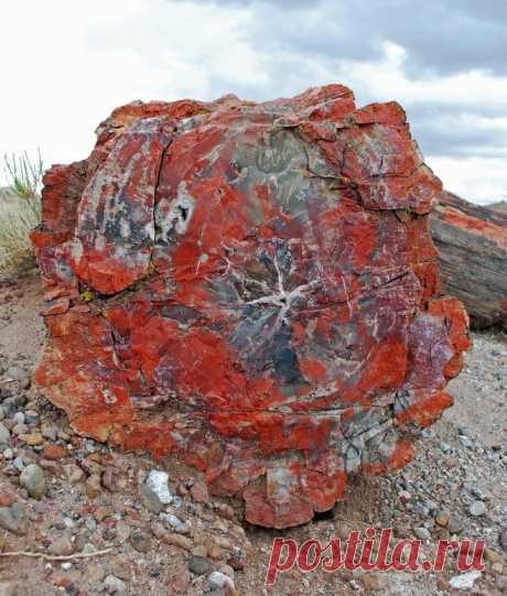 Окаменевший лес Аризоны - Путешествуем вместе