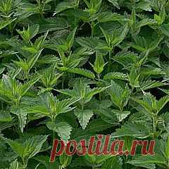 Крапива двудомная: полезные свойства, лечение крапивой. | Книга Здоровья