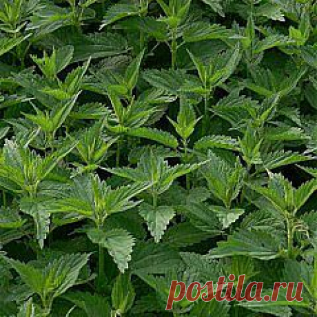 Крапива двудомная: полезные свойства, лечение крапивой. | Книга Здоровья