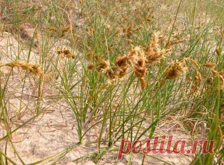 Лекарственное растение Осока песчаная (Carex arenaria). Многолетнее растение высотой 10-40 см с подземными далеко ползущими побегами, причем побеги нередко образуют прямые ряды. Стебель прямостоячий, сильный, с тремя острыми гранями. Листья жесткие, желобчатые, линейные, к моменту цветения такой же длины, что и стебель, или немного короче. Листовые влагалища коричневые. Невзрачные цветки собраны в колоски, которые по 6-12 штук образуют плотную колосовидную метелку длиной 4-6 см.