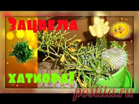 ЗАЦВЕЛА моя ХАТИОРА