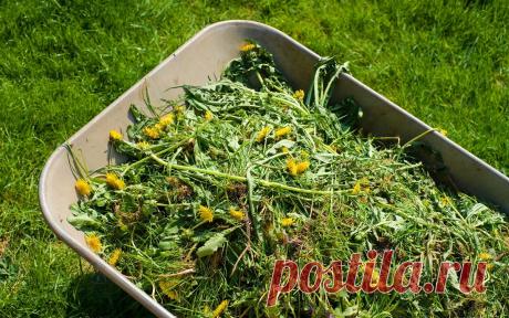 Как использовать сорняки после прополки