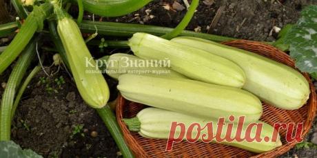 Как заморозить кабачки на зиму - Круг знаний