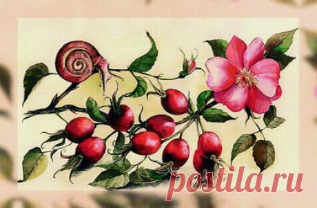 рисунки цветущих яблонь — Яндекс: нашлось 3 млн результатов