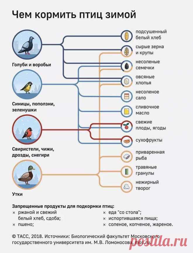 Орнитологи рассказали, чем и как кормить птиц зимой