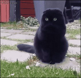Cat-pupils-dilate-pounce |