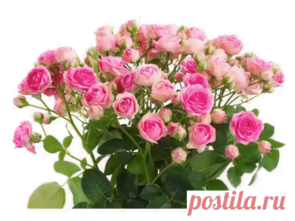 (10) Одноклассники