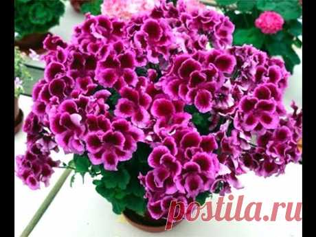 ГЕРАНЬ 3 ЧАСТЬ :#ВИДЫ_ПЕЛАРГОНИИ #ПЕЛАРГОНИЯ_КОРОЛЕВСКАЯ #УНИКУМ #ПЛЮЩЕЛИСТНАЯ #47 #oldenburgru - YouTube