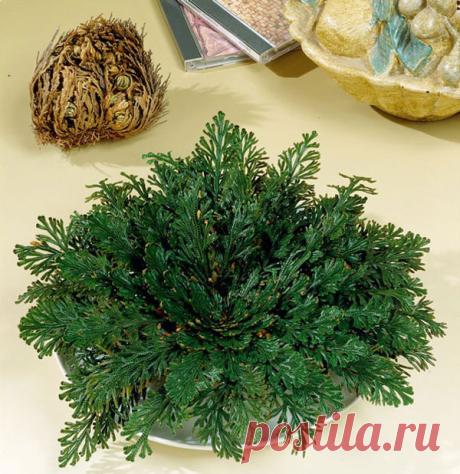 Селагинелла - такая разная елочка - Садоводка