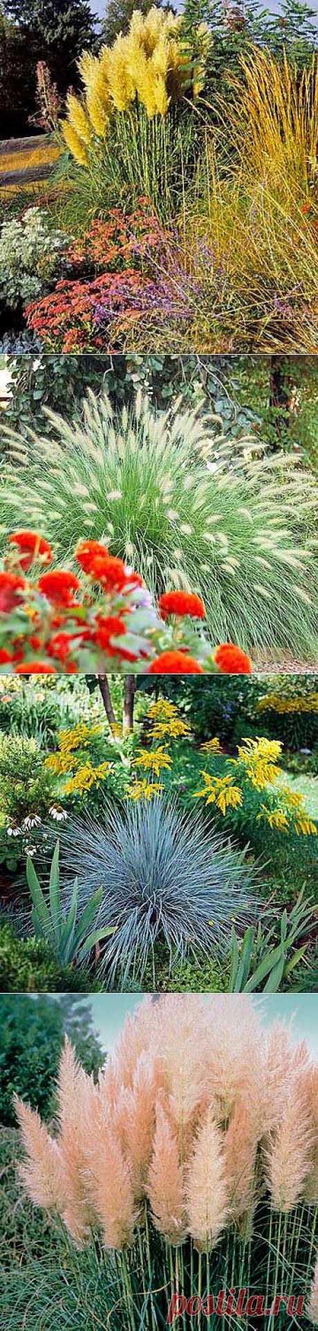 Фонтаны из декоративных злаков в вашем саду (распространенные виды декоративных трав с фото)