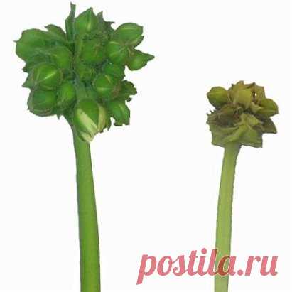(84) Одноклассники