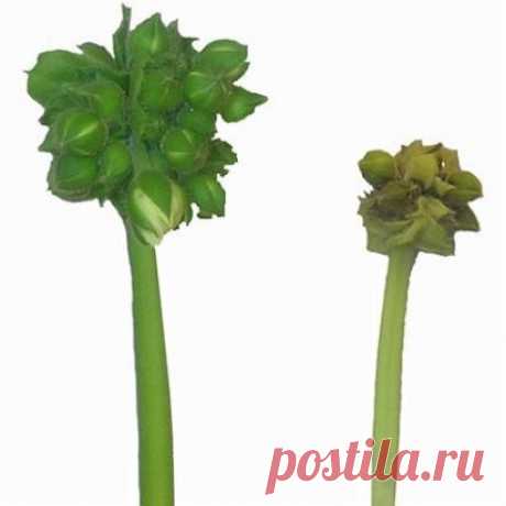 (84) Одноклассники