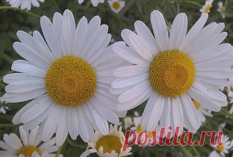 Римский писатель и учёный Плиний Старший в своём многотомном труде «Естественная история» описал это растение под названием Chamaemellon, название которого происходит от греч. χᾰμαι (chamai, «низко») и μῆλον (mellon, «яблоко»), что объясняется небольшой высотой травы и запахом цветков, напоминающим запах яблок. Русское название «ромашка» было заимствовано из польского языка и происходит от латинского romana («римская»). Первыми растение так назвали поляки, уже в середине XVI века описав его…