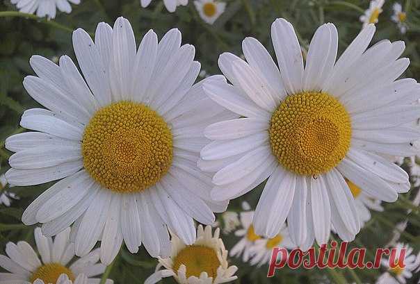 Римский писатель и учёный Плиний Старший в своём многотомном труде «Естественная история» описал это растение под названием Chamaemellon, название которого происходит от греч. χᾰμαι (chamai, «низко») и μῆλον (mellon, «яблоко»), что объясняется небольшой высотой травы и запахом цветков, напоминающим запах яблок. Русское название «ромашка» было заимствовано из польского языка и происходит от латинского romana («римская»). Первыми растение так назвали поляки, уже в середине XVI века описав его…