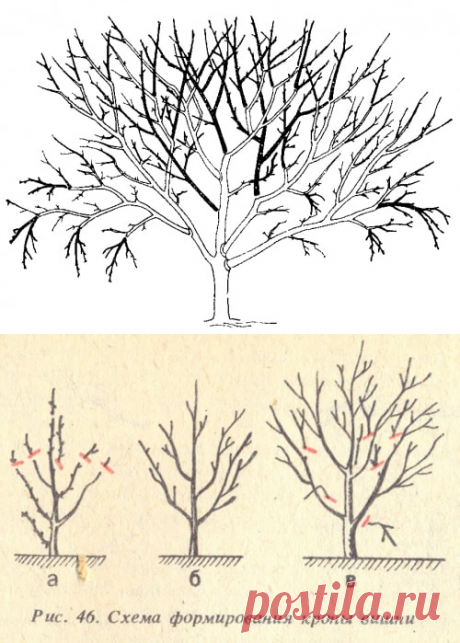 Обрезка вишни весной: советы, фото