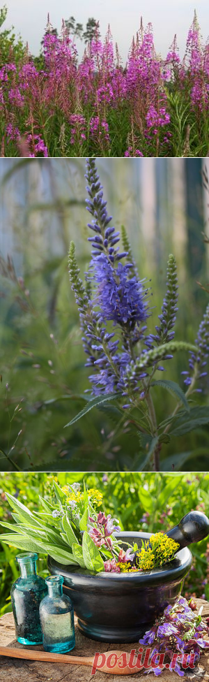 Травы июля: делаем правильный чай. Ферментация и сушка трав | Журнал Ярмарки Мастеров