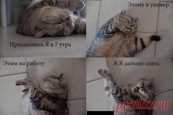 соня