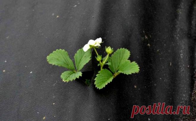 Посадка клубники на агроволокно