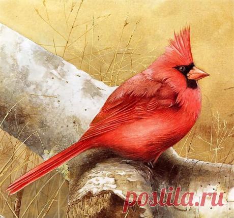 marjolein bastin картинки - 1 710 картинок. Поиск Mail.Ru