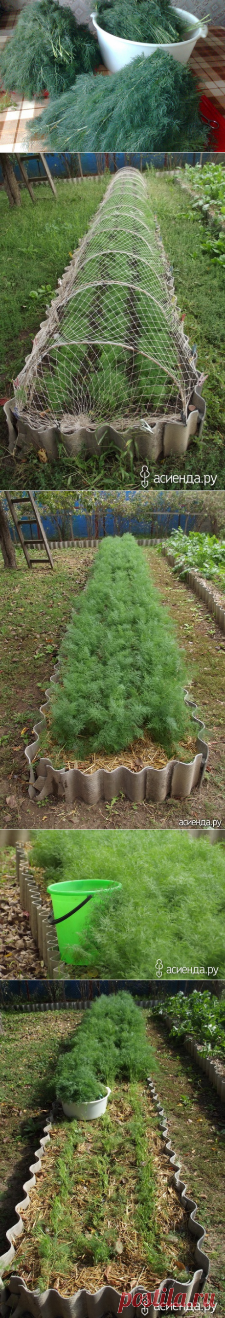 Как я выращиваю укроп...