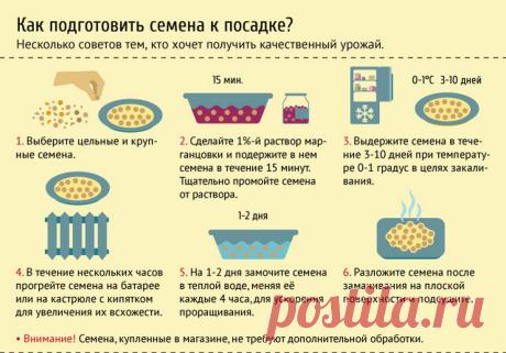 Подготовка семян к посадке. Инфографика.