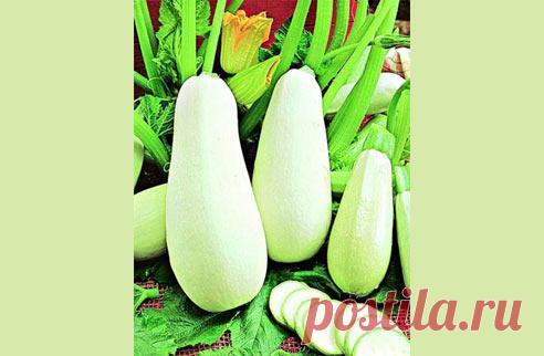 Выращивание кабачков и цуккини на Supersadovnik.ru