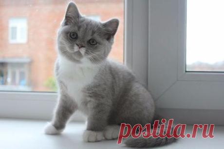 Котики, с которыми не соскучишься!