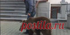 Медвежонок прогулялся по центру Хабаровска (5): Яндекс.Новости
