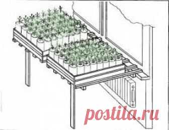 Рассада на решетке Как-то ранней весной зайдя в дом к знакомым, я увидел такую картину: в жилой комнате перед окном стояли низкие деревянные ящики, застеленные полиэтиленовой пленкой. Рассада на решетке Как-то ранней весной зайдя в дом к знакомым, я увидел такую картину: в жилой комнате перед окном стояли низкие деревянные ящики, застеленные полиэтиленовой пленкой. В ящиках были установлены горшки из полиэтиленовых бутылок, из которых бойко поднималась рассада зеленевших н...