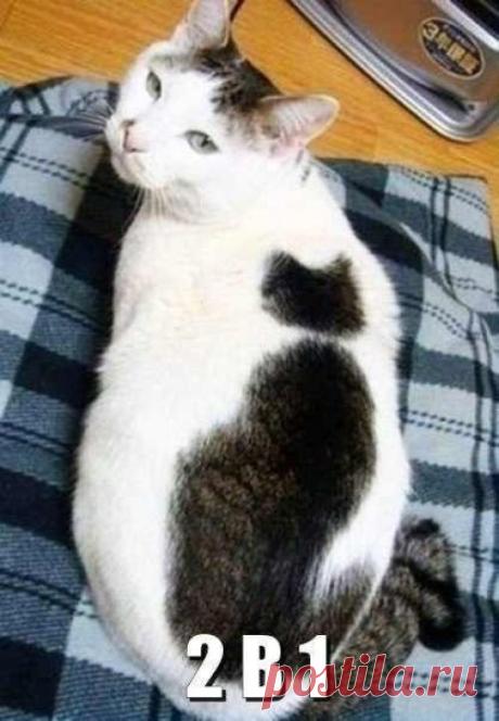 котики Поиск