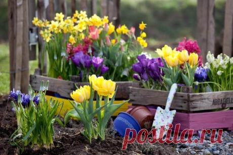 Самые неприхотливые цветы для «ленивого» сада