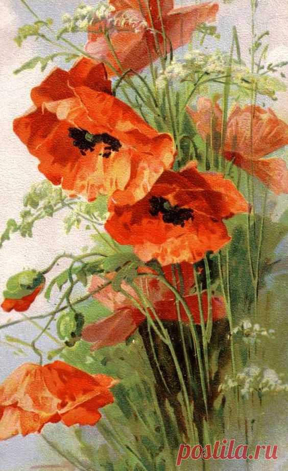 (723) Poppies - Cross stitch pattern pdf format