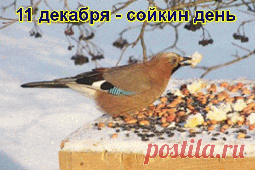Поздравляем с Сойкиным днем! Пусть ваша забота о птицах принесет вам радость и благополучие. Спасибо, что помогаете лесным жителям! Открытки на Сойкин день!