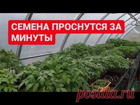 ПОЧЕМУ я раньше не знала об этом. МОЩНЫЙ   старт любых семян