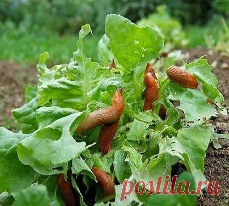 Дачник - дачнику. Борьба с слизняками.