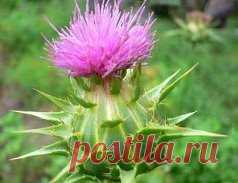 Что лечит расторопша? 
Помните, что любое лечение, даже травами и пищевыми растениями, следует начинать только убедившись, что у вас нет индивидуальной непереносимости рекомендуемых ингредиентов. Прежде чем начать лечение, обязательно посоветуйтесь со своим лечащим врачом. 
Показания к применению 
* Хронические заболевания печени: гепатиты, жировая дистрофия, панкреатиты; 
* хронические гастродуодениты, энтероколиты, геморрой, проктиты, дисбактериозы; 
* приобретенные иммунодефициты; 
* пищевы