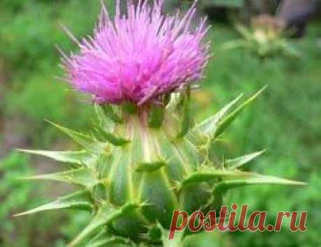 Что лечит расторопша? 
Помните, что любое лечение, даже травами и пищевыми растениями, следует начинать только убедившись, что у вас нет индивидуальной непереносимости рекомендуемых ингредиентов. Прежде чем начать лечение, обязательно посоветуйтесь со своим лечащим врачом. 
Показания к применению 
* Хронические заболевания печени: гепатиты, жировая дистрофия, панкреатиты; 
* хронические гастродуодениты, энтероколиты, геморрой, проктиты, дисбактериозы; 
* приобретенные иммунодефициты; 
* пищевы