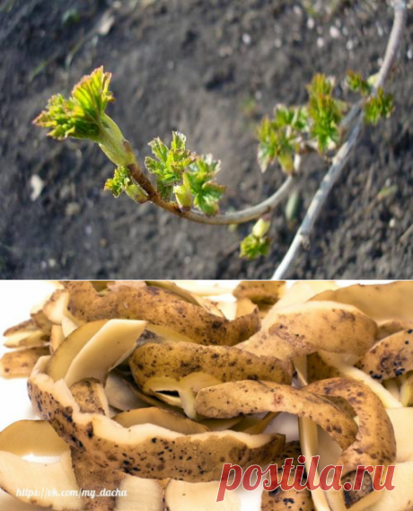 ЧТО НУЖНО СДЕЛАТЬ ДЛЯ БОГАТОГО УРОЖАЯ СМОРОДИНЫ — 6 соток