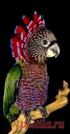 (551) Pinterest