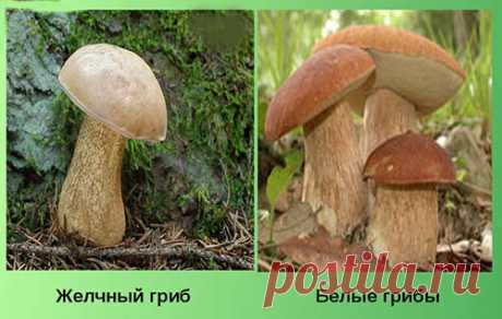 Гриб горчак, как отличить горчак от гриба белого