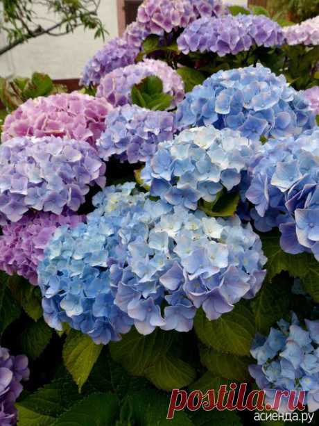 КАК ПРАВИЛЬНО ПОСАДИТЬ И ВЫРАСТИТЬ НЕЖНУЮ И ПЫШНУЮ ГОРТЕНЗИЮ