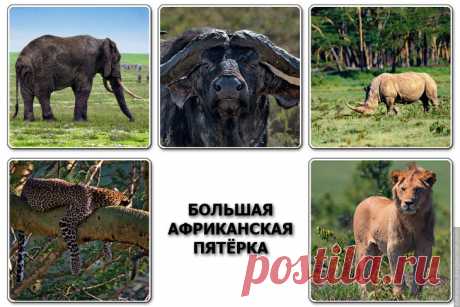Великолепная «Большая Африканская Пятёрка». Вам она знакома?
