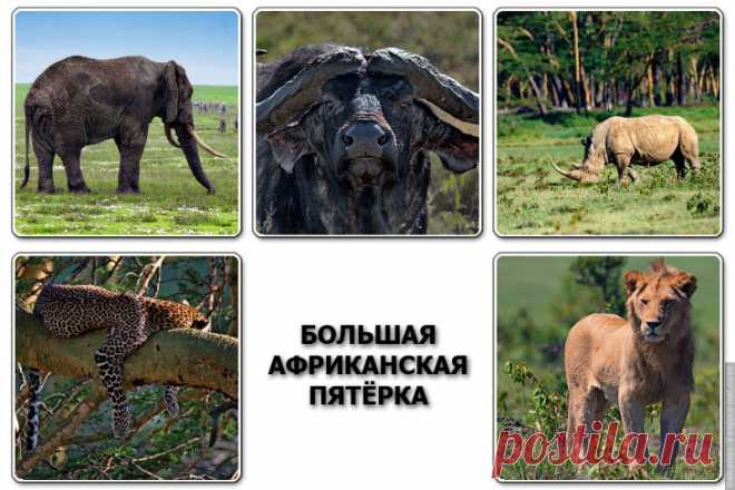 Великолепная «Большая Африканская Пятёрка». Вам она знакома?