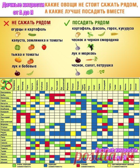 Одноклассники ОВОЩИ, КОТОРЫЕ СТОИТ ПОСАДИТЬ РЯДОМ ДРУГ С ДРУГОМ
Сохрани, чтобы не потерять!