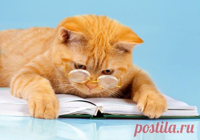 БУХГАЛТЕР ...