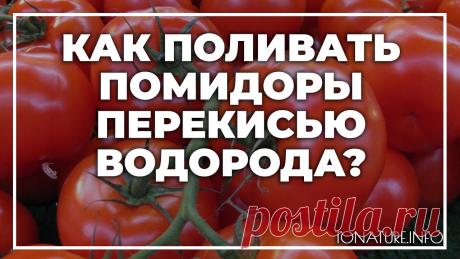 Подкормка перекисью томатов Огород без хлопот - информационный сайт для дачников, садоводов и огородников.
