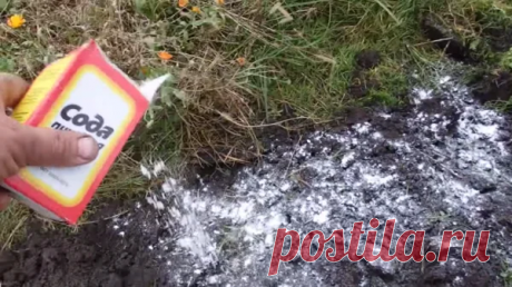 4 ЛУЧШИХ МЕТОДА БОРЬБЫ С ПРОВОЛОЧНИКОМ ОСЕНЬЮ
Сохраните, чтобы не потерять!

Бороться с проволочником можно (и нужно!) начинать осенью, чтобы на следующий год ваш урожай не пострадал. И сейчас я расскажу я вам несколько самых эффективных способов, которые использую сама и которые мне помогли.

1. Проволочник любит кислую почву

Если у вас на участке много проволочника, то первое что нужно сделать это определить кислотность почвы. Советую использовать для этого самый просто...