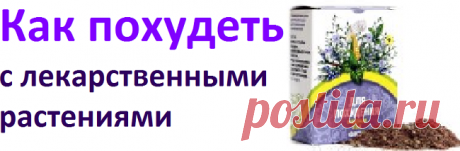 Как похудеть с лекарственными растениями | Советы целительницы