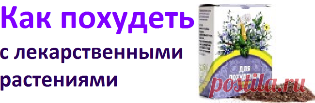 Как похудеть с лекарственными растениями | Советы целительницы